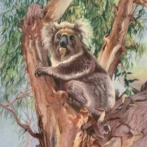 Old Man Koala